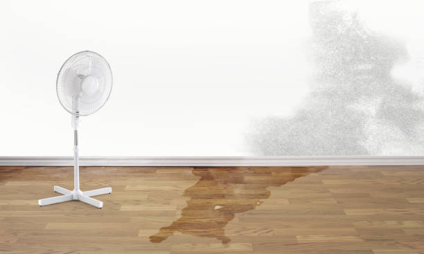 Best Water damage contractors near me  in Belterra, TX