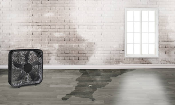 Best Sewage cleanup and water damage restoration  in Belterra, TX