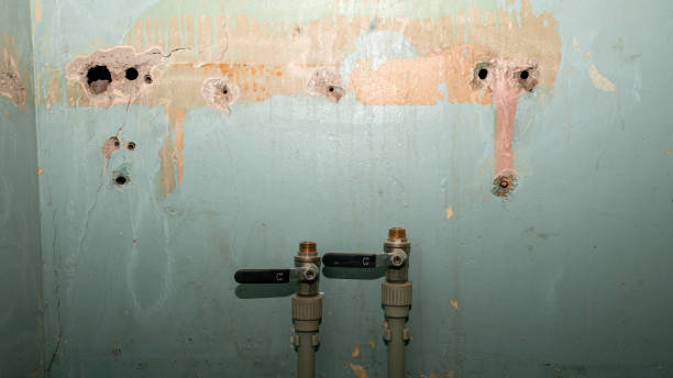 Best Mold removal after water damage  in Belterra, TX